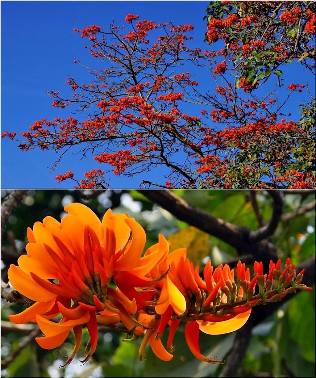 Erythrina poeppigiana Tree (synonym Erythrina micropteryx). Photo Latin-Wife.com