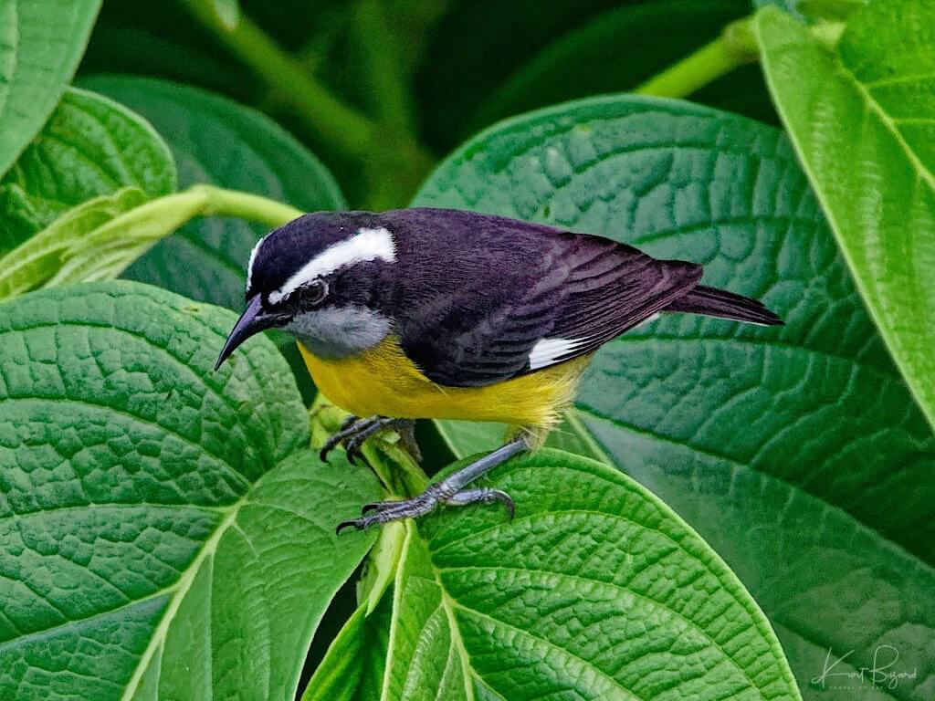 Bananaquit (Coereba flaveola luteola). Asa Wright Nature Center, Trinidad