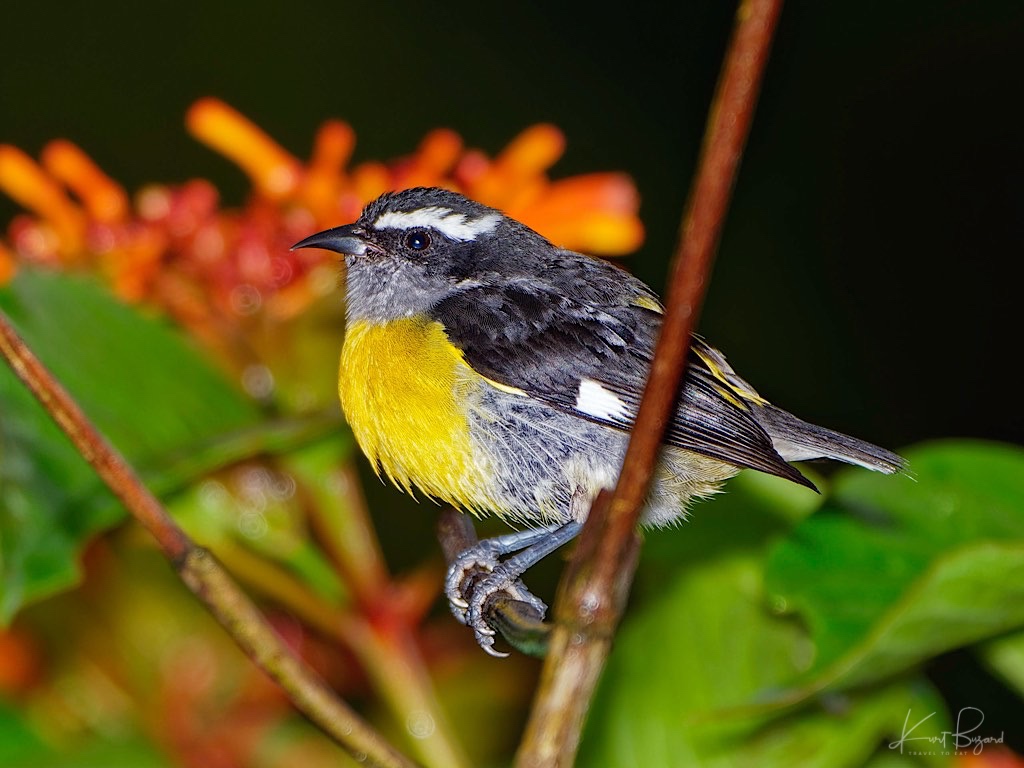 Bananaquit (Coereba flaveola luteola). Asa Wright Nature Center, Trinidad