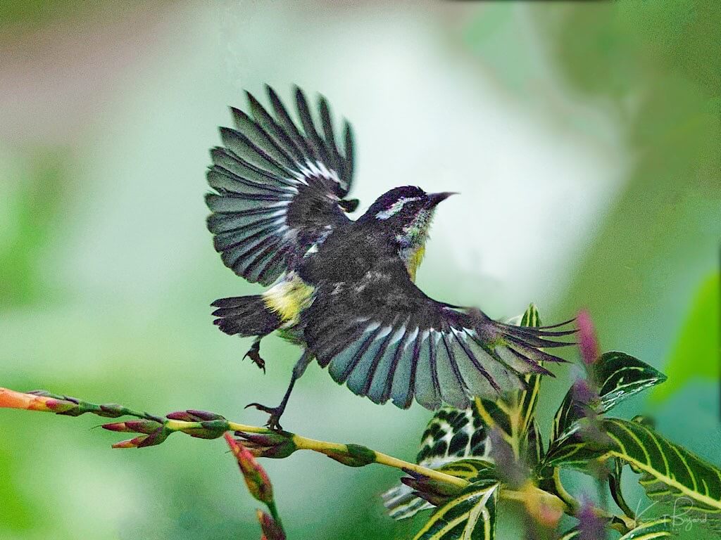 Bananaquit (Coereba flaveola luteola). Asa Wright Nature Center, Trinidad