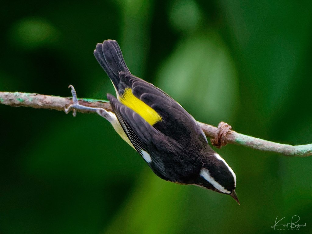 Bananaquit (Coereba flaveola luteola). Asa Wright Nature Center, Trinidad