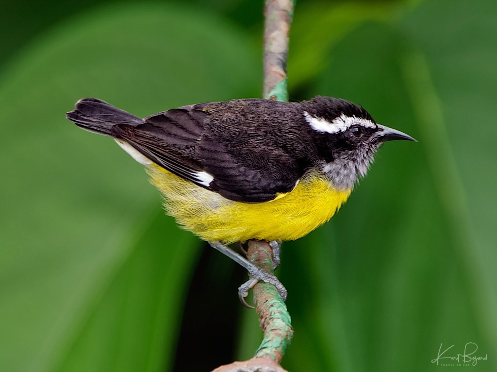 Bananaquit (Coereba flaveola luteola). Asa Wright Nature Center, Trinidad