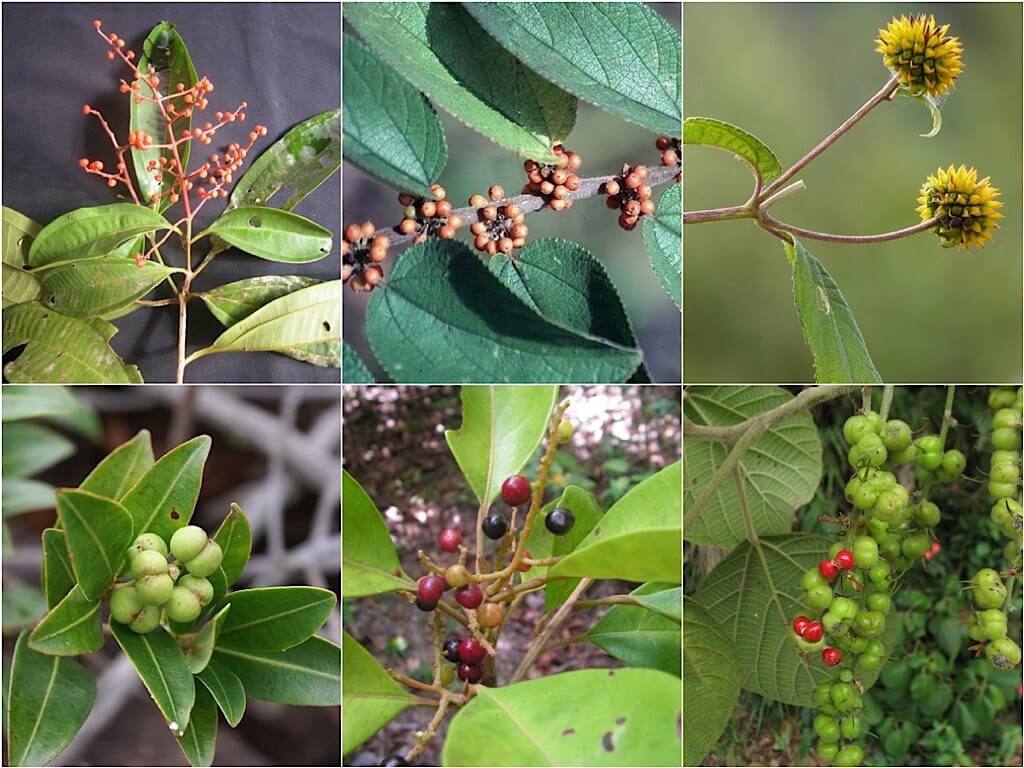 Henriettella fissanthera (top-left) Trema micrantha (top-center) Wulffia baccata/Tilesia baccata (top-right) Sapium glandulosum (bottom-left) Hieronyma alchorneoides/Hieronyma caribaea (bottom/center) Alchornea glandulosa (bottom-right)