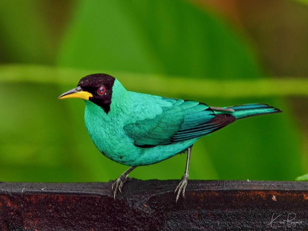 Male Green Honeycreeper (Chlorophanes spiza). Asa Wright Nature Center, Trinidad