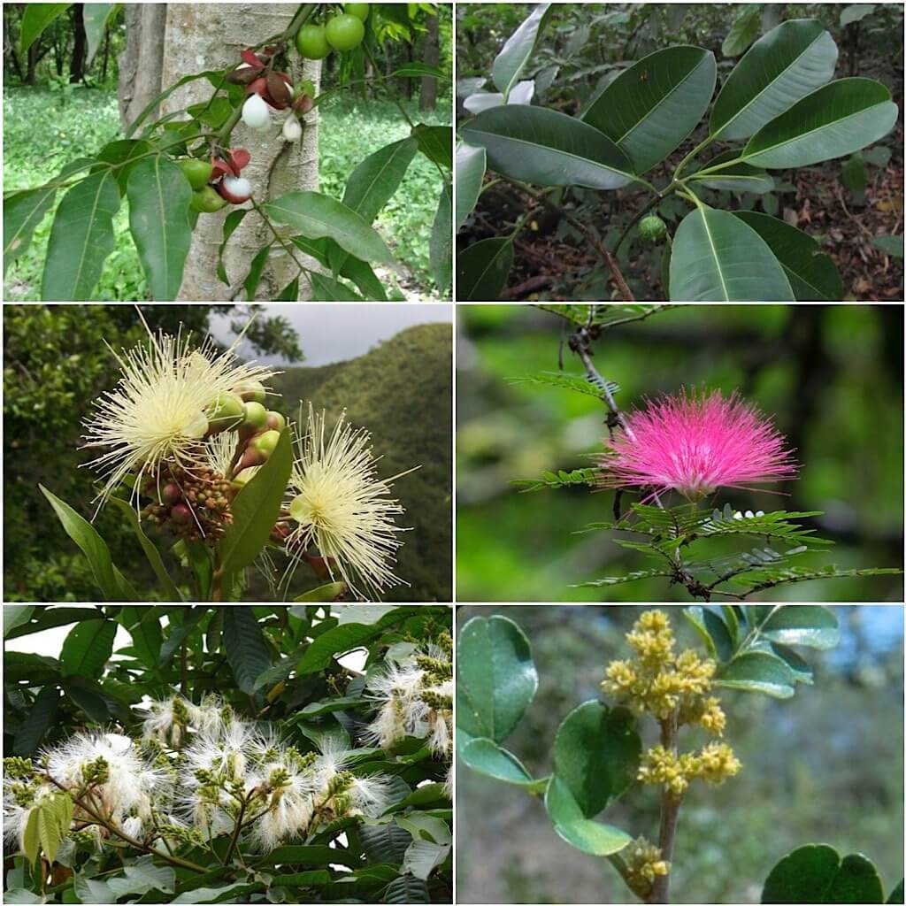 Protium Heptaphyllum, Ficus tobagensis/Ficus yoponensis, Syzygium jambos/Eugenia jambos, Calliandra guildingii, Inga edulis, Zanthoxylum fagara