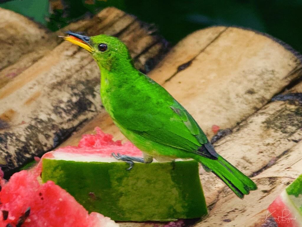 Female Green Honeycreeper (Chlorophanes spiza). Asa Wright Nature Center, Trinidad