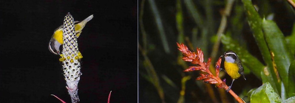 The Bananaquit Coereba Flaveola visiting two species of bromeliads in southeastern Brazil. Aechmea bromeliifolia (left) Aechmea distichantha (right). Sazima and Sazima 1999