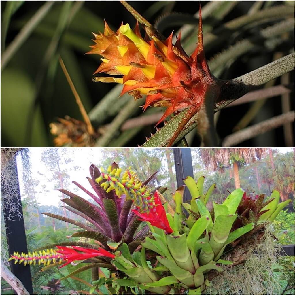 Acanthostachys strobilacea (top) Aechmea nudicaulis (bottom)