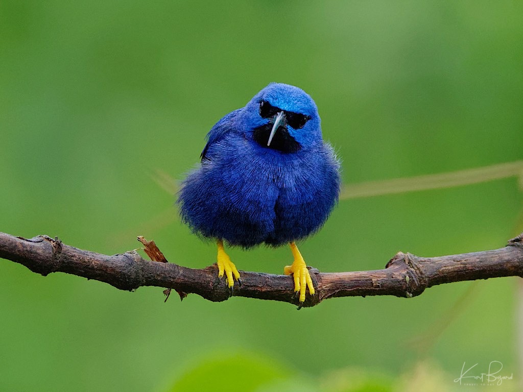 A Very Cool Male Purple Honeycreeper (Cyanerpes caeruleus) at Asa Wright Nature Center in Trinidad