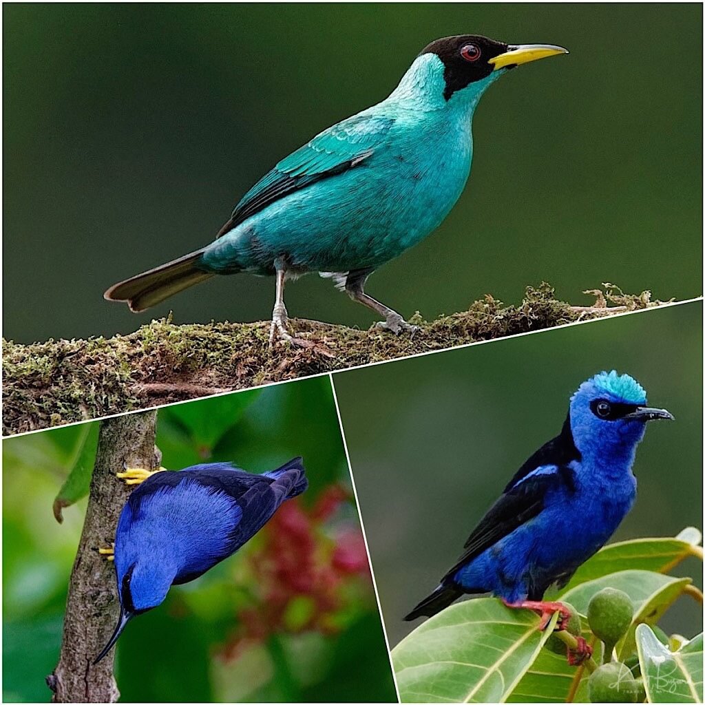 Male Green Honeycreeper (top) Male Purple Honeycreeper (bottom-left) male Red-Legged Honeycreeper (bottom-right)