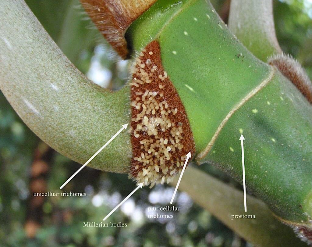 A single patch of dense indumentum (trichilia) at the base of the petiole of Cecropia pachystachya, consisting of short, stiff, brown, pluricellular hairs, long, whitish unicellular hairs, and numerous Müllerian bodies. Photograph by: Alvin Francis Lok Siew Loon