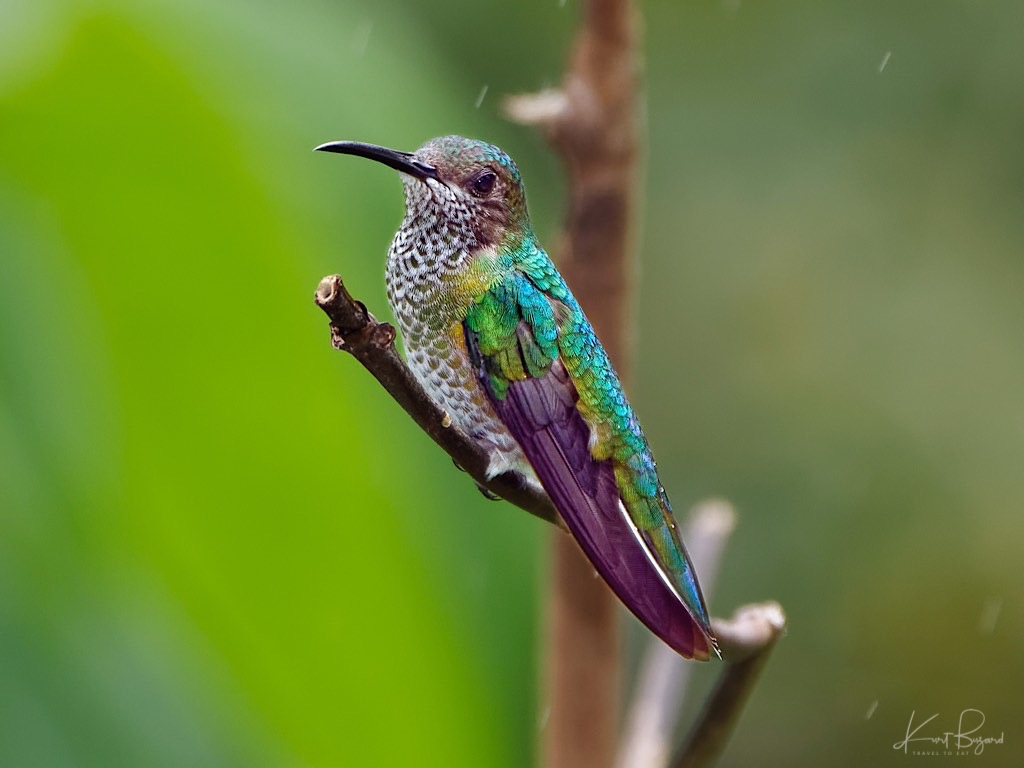 Female White-Necked Jacobin (Florisuga mellivora mellivora) After Processing. 1/640 sec f/6.3 ISO 200