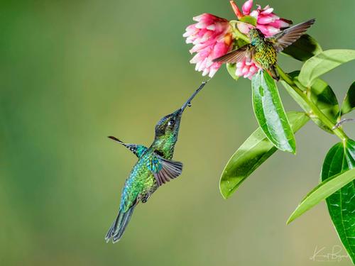 Better Bird Photography with Flash - Travel To Eat