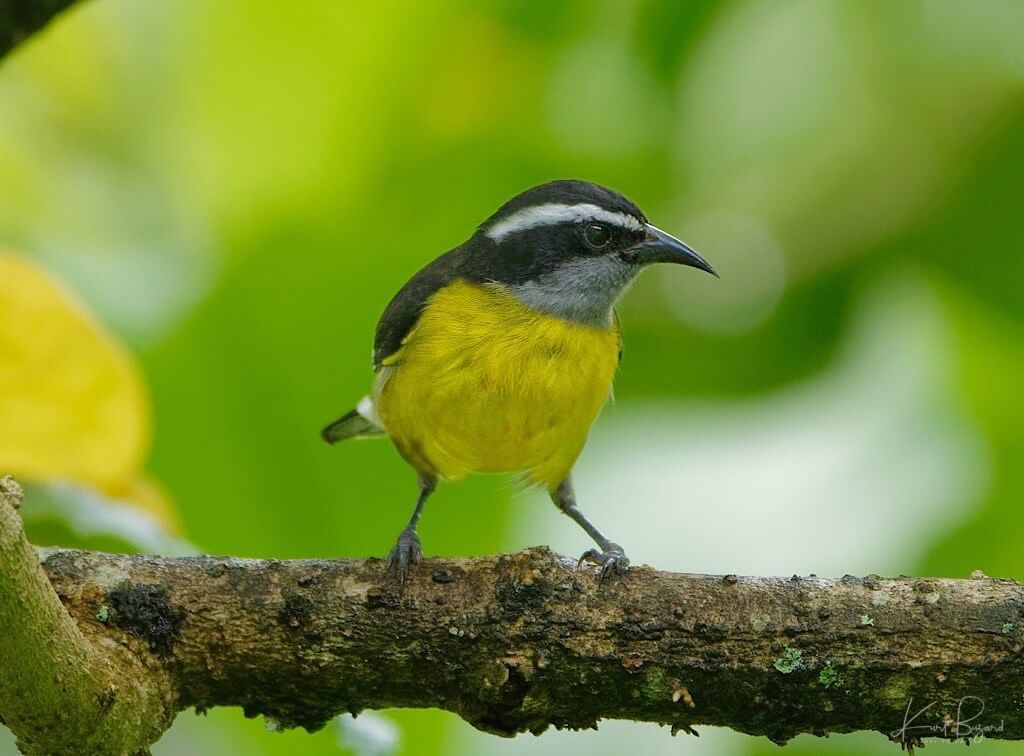 Bananaquit (Coereba flaveola luteola). Asa Wright Nature Center, Trinidad