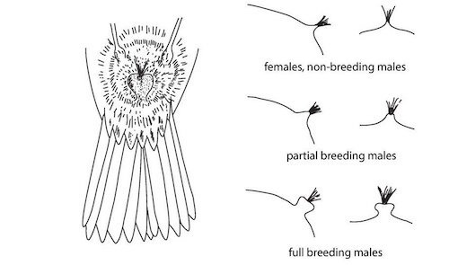 State of cloacal protuberance in birds. Redrawn from Pyle 1997