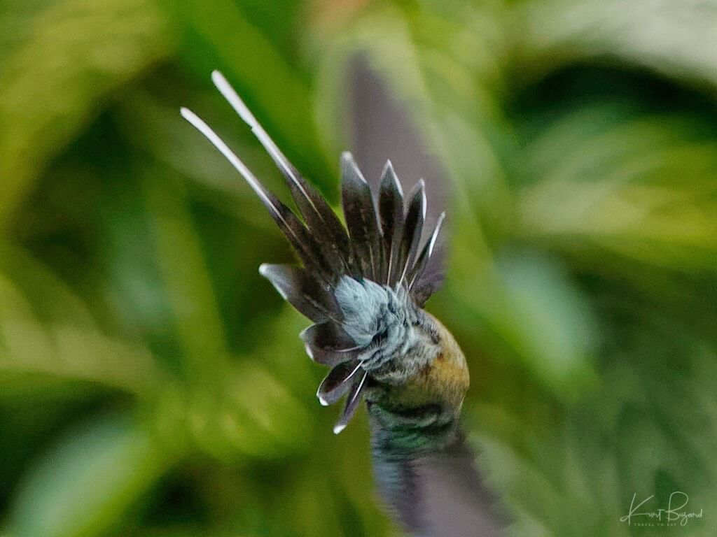 Tail Feathers Or Cloaca of Green Hermit (Phaethornis guy). (No Flash ISO 4000). Asa Wright Nature Center, Trinidad