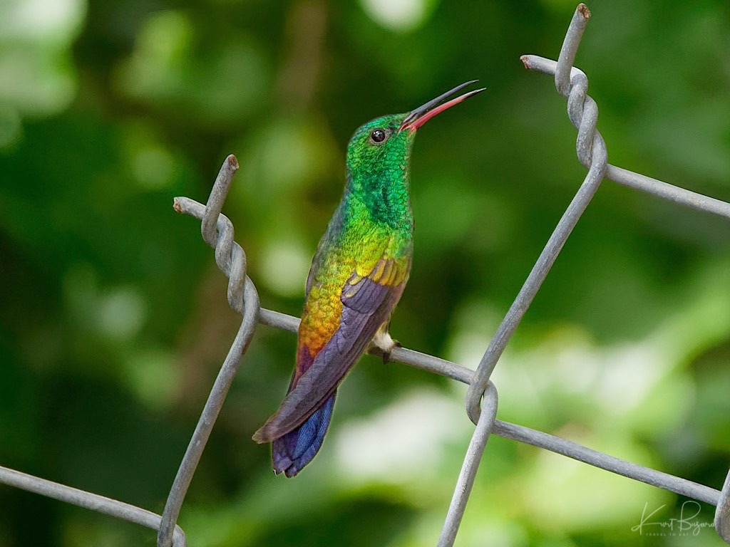 Copper-Rumped Hummingbird (Amazilia tobaci tobaci). (No Flash ISO 1250). The Home of Newton George, Tobago