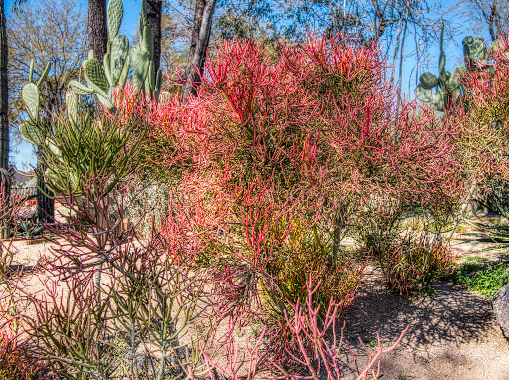 Fire Sticks (Euphorbia tirucalli). Ethyl M Cactus Garden, Las Vegas