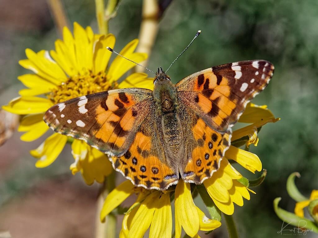 West Coast Lady (Vanessa annabella) on Brittlebush Flower (Encelia farinosa). Ethyl M Cactus Garden, Nevada