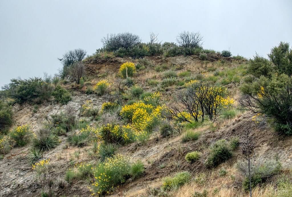 Yellow Yarrow (Eriophyllum confertiflorum var. tanacetiflorum (Greene) Jeps). San Gabriel Mountains, California