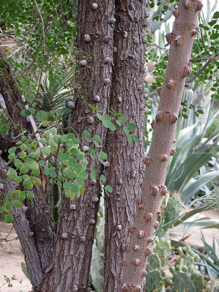 Cascalote (Caesalpinia cacalaco). Wikipedia
