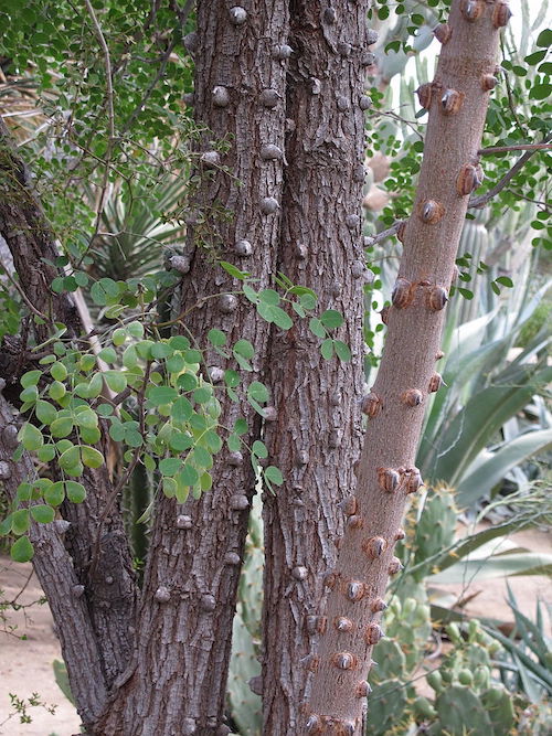 Cascalote (Caesalpinia cacalaco). Wikipedia