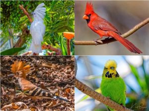 Crest: White Cockatoo (top-left) Male Northern Cardinal (top-right) Madagascan Hoopoe (bottom-left) English Budgie (bottom-right)