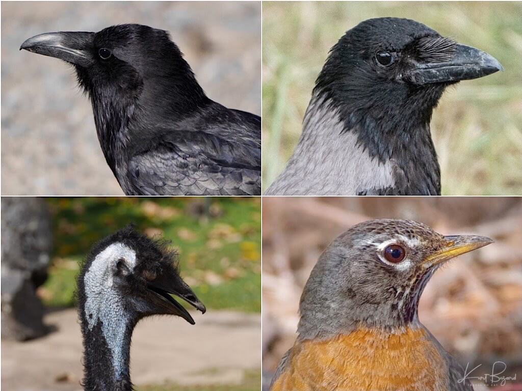 Rictal Bristles: Northern Raven (top-left) Hooded Crow (top-right) Emu (bottom-left) American Robin (bottom-right)