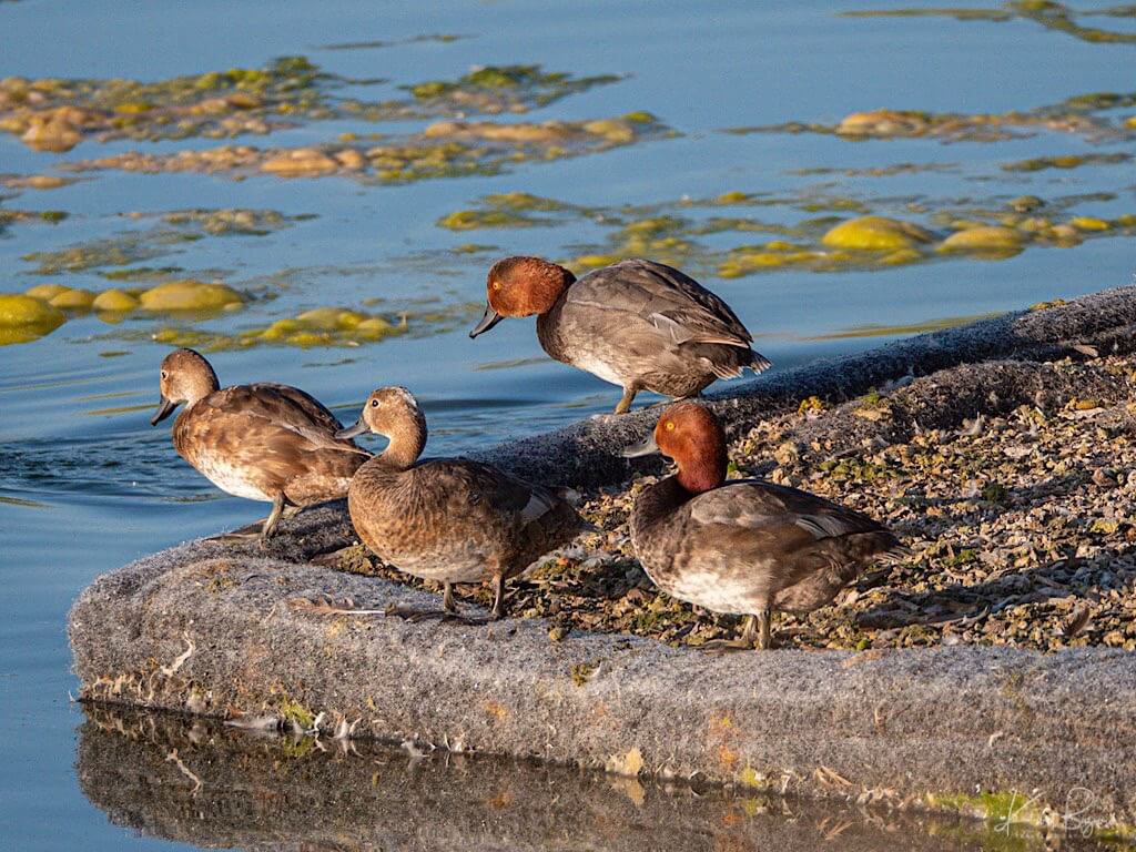 Male and Female Redhead (Aythya americana) on the Raft at the Northwest Corner of Pond 8. Henderson Bird Viewing Preserve, Nevada