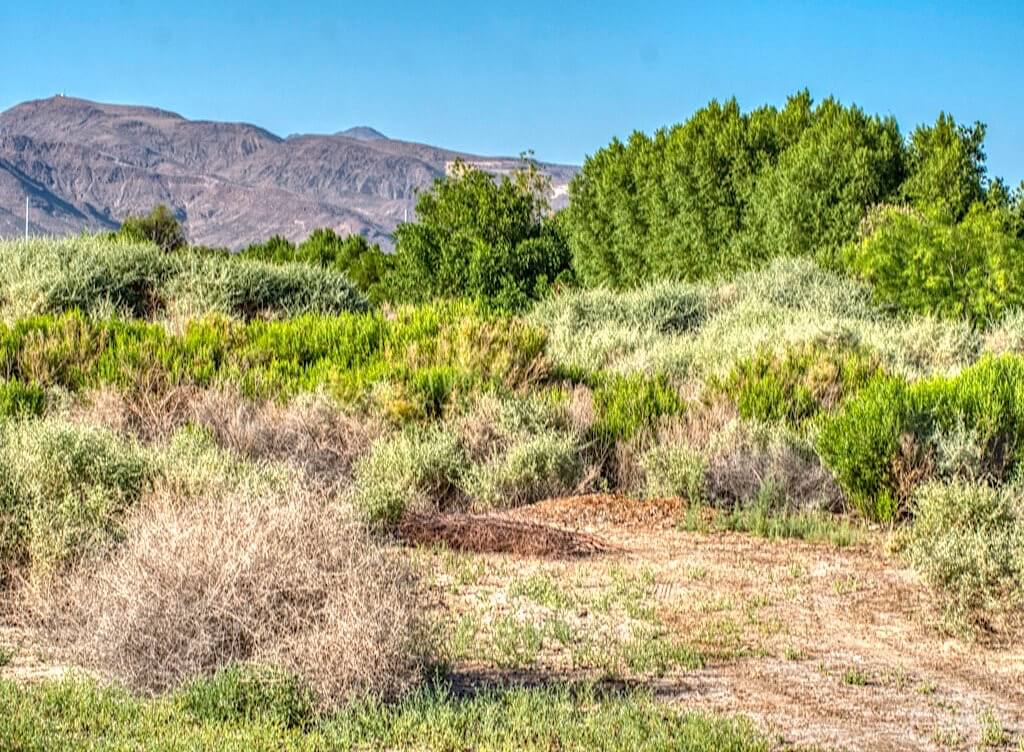 Mesquite Bosque Foreground and Cottonwood-Willow Complex Behind on the South Side of Pond 4. Henderson Bird Viewing Preserve, Nevada
