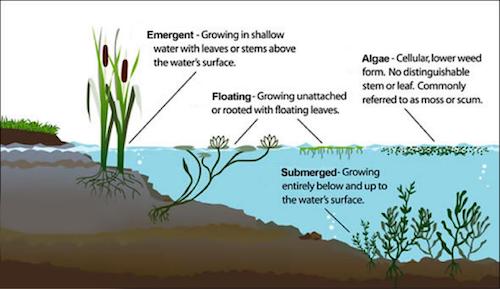 Types of Plants in the Littoral Zone