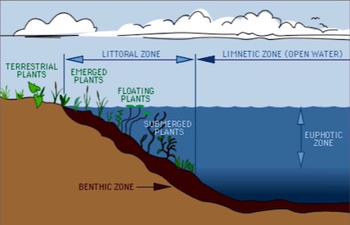 Littoral, Limnetic, Euphotic and Benthic Zones