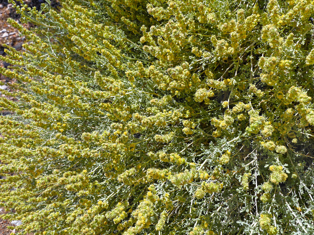 White Bursage (Ambrosia dumosa). Valley of Fire, Nevada