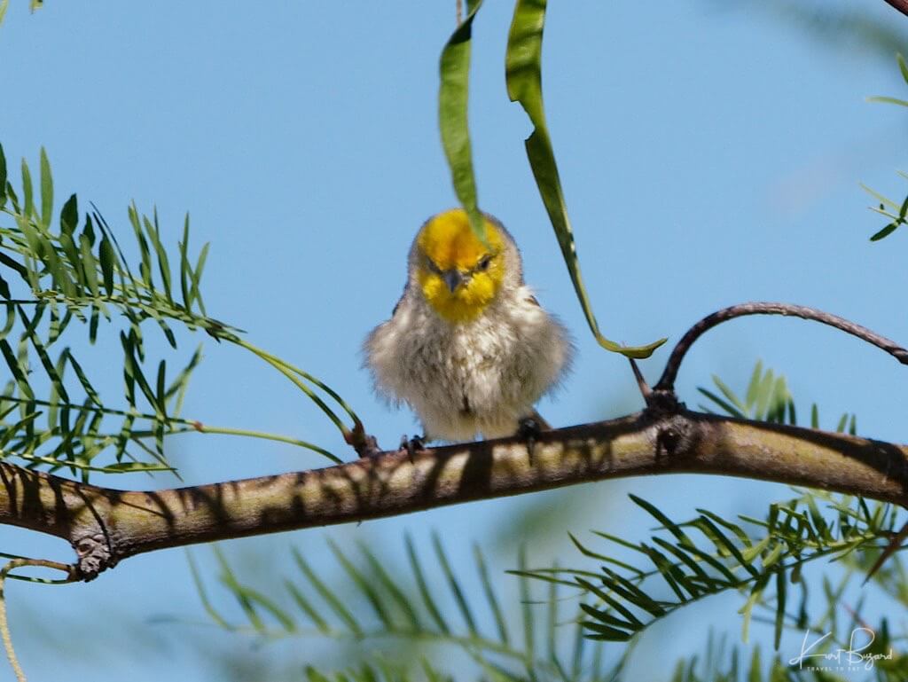 Tough Verdin (Auriparus flaviceps acaciarum) in a Honey Mesquite (Prosopis glandulosa torreyana). Henderson Bird Viewing Preserve, Nevada