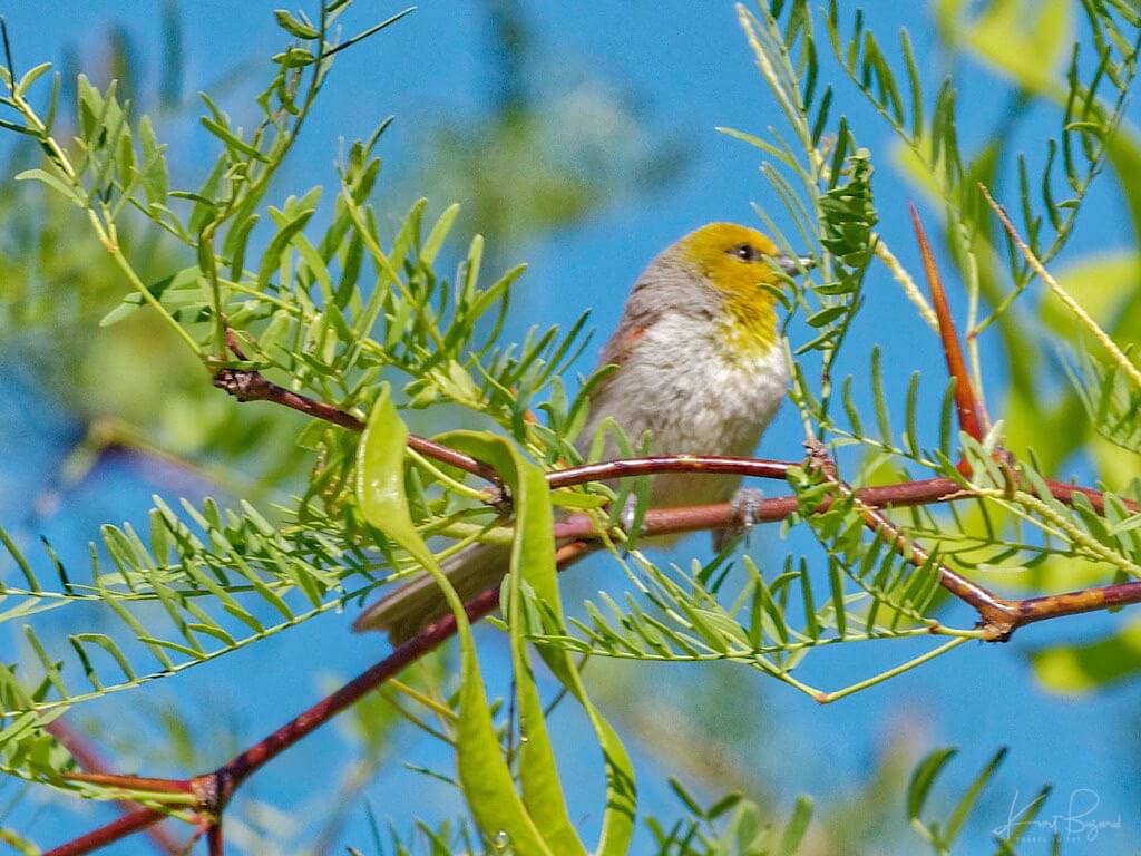 Tough Verdin (Auriparus flaviceps acaciarum) in a Honey Mesquite (Prosopis glandulosa torreyana). Henderson Bird Viewing Preserve, Nevada