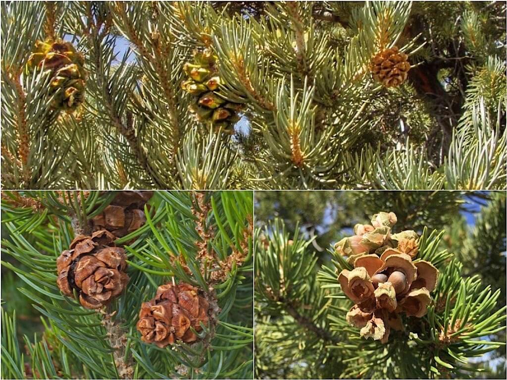 Single-Leaf Pinyon (pinus monophylla) top; Colorado Pinyon (pinus edulis) bottom-left; Mexican pinyon (pinus cembroides) bottom-right