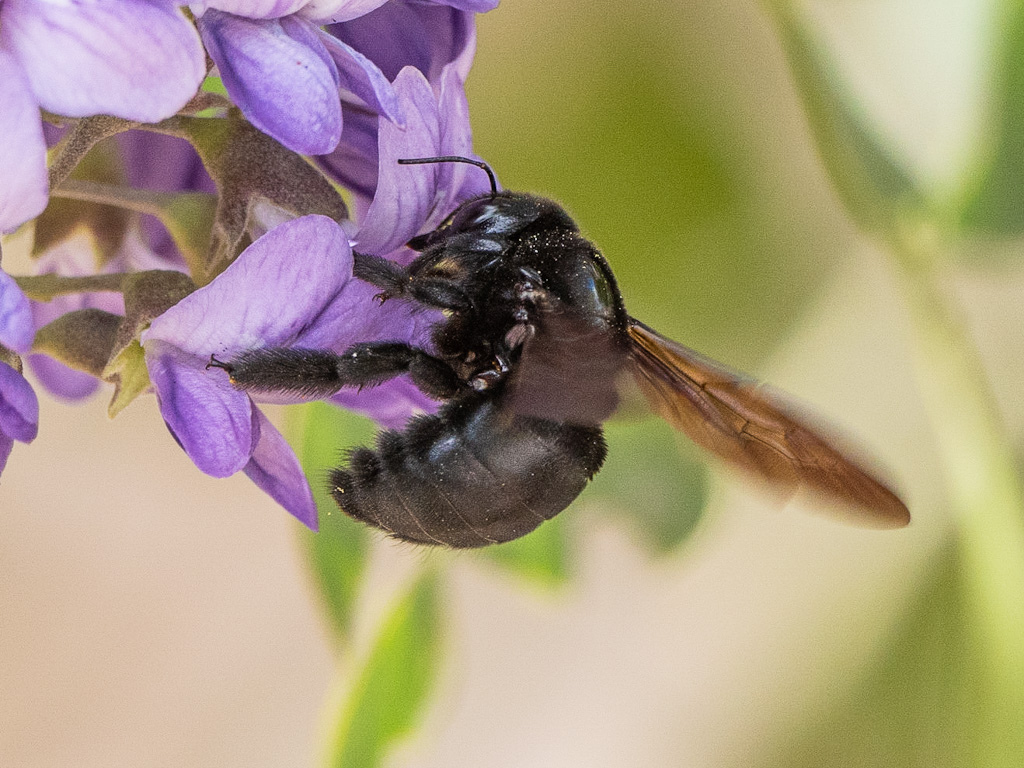 California Carpenter Bee (Xylocopa californica). Henderson Bird Viewing Preserve