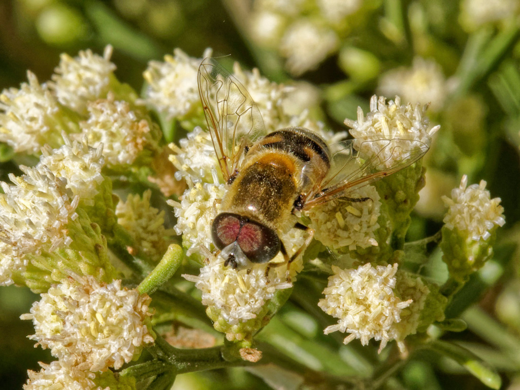 Yellow Shouldered Hoverfly (Eristalis stipator) on Coyote Bush (Baccharis pilularis). Henderson Bird Viewing Preserve, Las Vegas