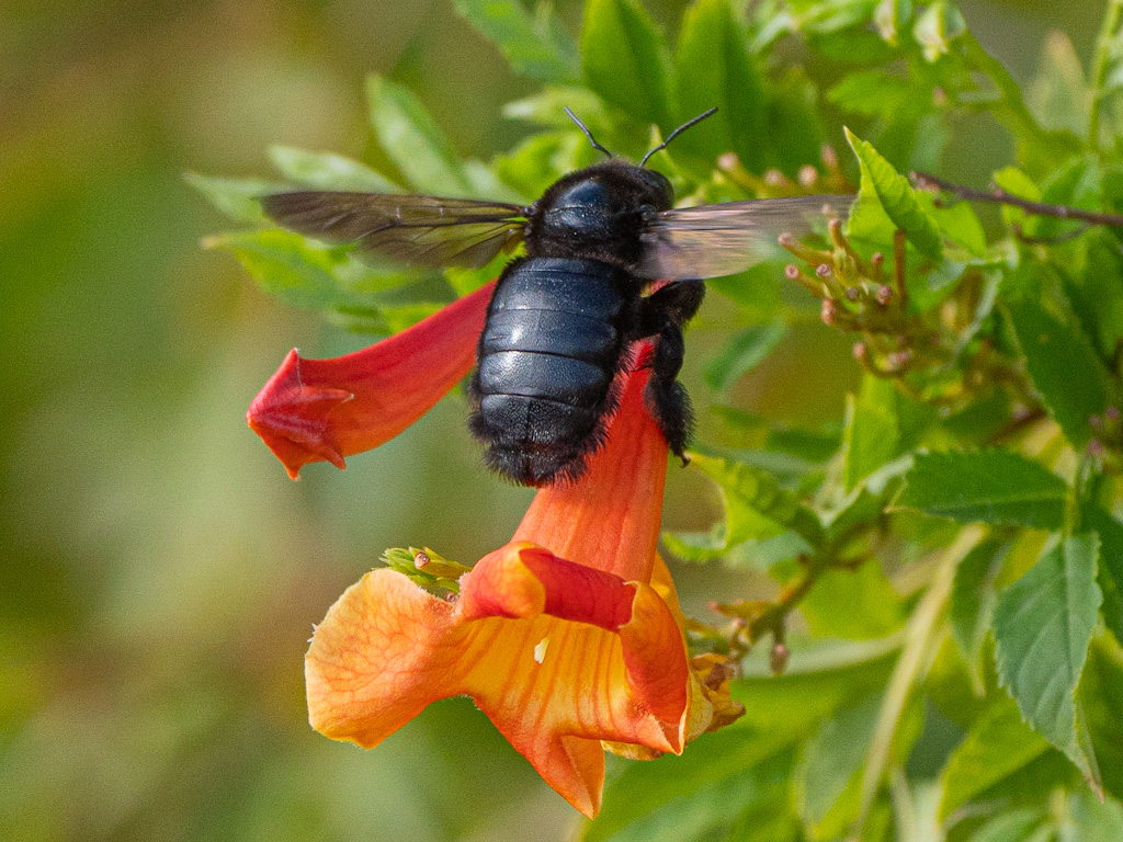 California Carpenter Bee (Xylocopa californica). Henderson Bird Viewing Preserve