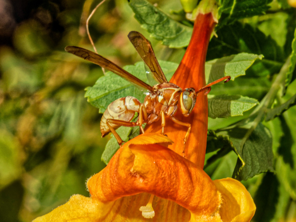 Golden Paper Wasp (Polistes aurifer) on Sparkly Bells (Tacoma stans Sparkly). Henderson Bird Viewing Preserve, Las Vegas