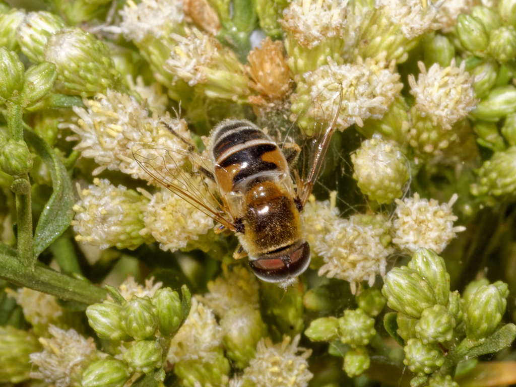 Yellow Shouldered Hoverfly (Eristalis stipator) on Coyote Bush (Baccharis pilularis). Henderson Bird Viewing Preserve, Las Vegas