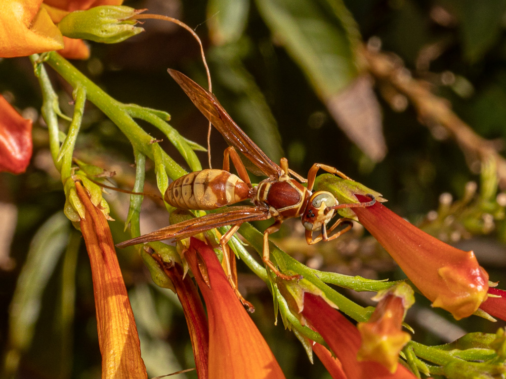 Golden Paper Wasp (Polistes aurifer) on Sparkly Bells (Tacoma stans Sparkly). Henderson Bird Viewing Preserve, Las Vegas