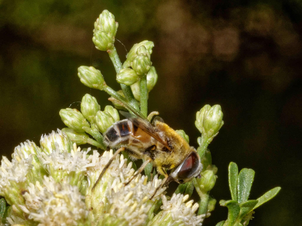 Yellow Shouldered Hoverfly (Eristalis stipator) on Coyote Bush (Baccharis pilularis). Henderson Bird Viewing Preserve, Las Vegas