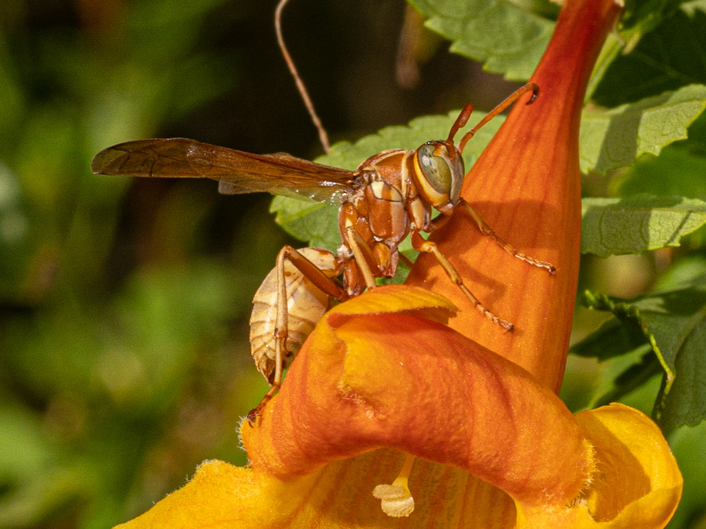 Golden Paper Wasp (Polistes aurifer) on Sparkly Bells (Tacoma stans Sparkly). Henderson Bird Viewing Preserve, Las Vegas