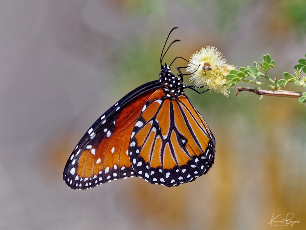 Queen Butterfly (Danaus gilippus). Henderson Bird Viewing Preserve, Nevada