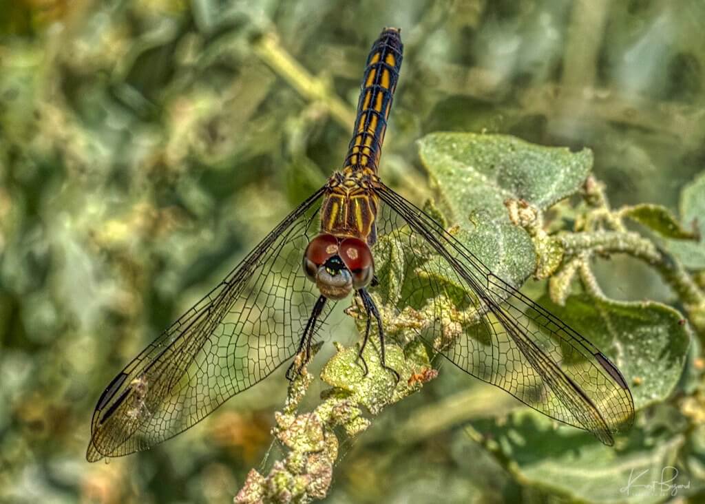 Female Blue Dasher (Pachydiplax longipennis) on Quail Bush (Atriplex lentiformis). Henderson Bird Viewing Preserve, Las Vegas