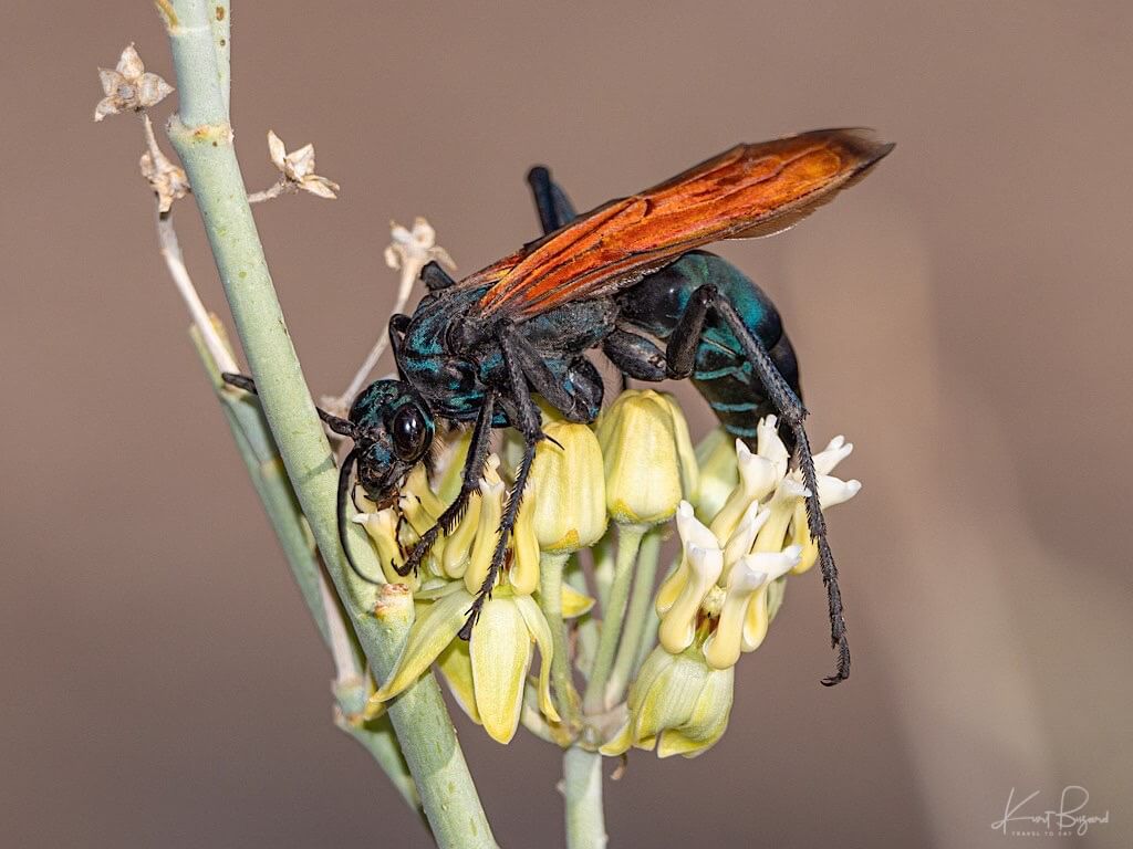 Male Tarantula Hawk (Pepsis thisbe) on Desert Milkweed (Asclepias subulata). Henderson Bird Viewing Preserve, Las Vegas