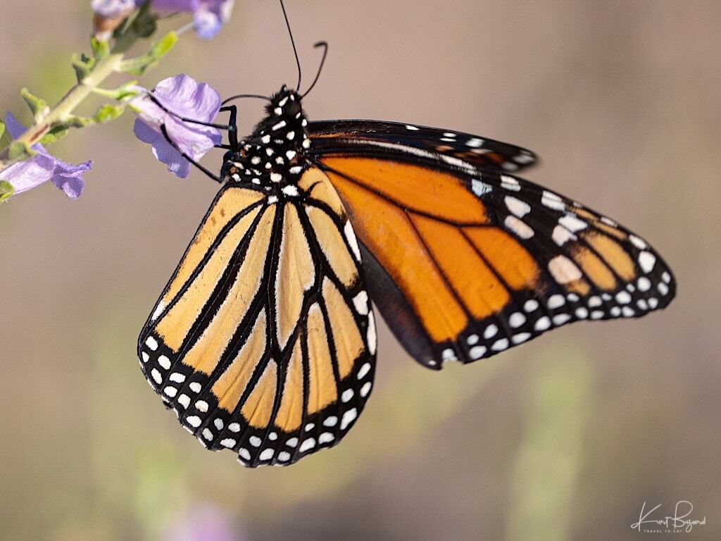 Monarch Butterfly (Danaus plexippus). Henderson Bird Viewing Preserve, Nevada