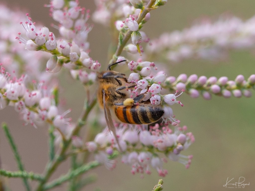 European Honey Bee (Apis mellifera) on Salt Cedar Flowers (Tamarix ramosissima). Henderson Bird Viewing Preserve, Las Vegas