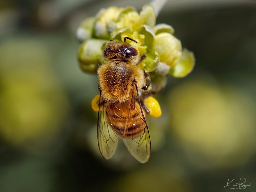 European Honey Bee (Apis mellifera) on Jojoba Flower (Simmondsia chinensis). Ethel M Cactus Garden, Las Vegas
